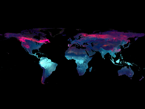 Mithilfe neuer Methoden erstellten die Forschenden die bislang detailliertesten Karten wichtiger Pflanzenmerkmale. (Grafik aus Lusk et al. 2026, erschienen in Nature Communications). Copyright: Daniel Lusk